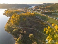 다산 좌학리 은행나무 숲 관광 정보와 주변 관광 명소 및 근처 맛집 여행 정보