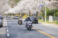 북한강로 벚꽃길 관광 정보와 주변 관광 명소 및 근처 맛집 여행 정보