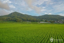 청광새들녘마을 관광 정보와 주변 관광 명소 및 근처 맛집 여행 정보