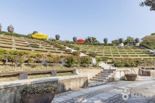 장사도해상공원 까멜리아 관광 정보와 주변 관광 명소 및 근처 맛집 여행 정보