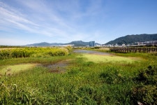 Daejeo Eco Park (대저생태공원) - Sightseeing - Korea travel and tourism information