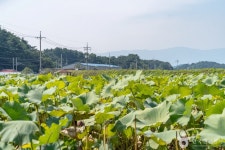 풍호마을 관광 정보와 주변 관광 명소 및 근처 맛집 여행 정보