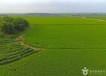 김제평야 관광 정보와 주변 관광 명소 및 근처 맛집 여행 정보