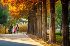 京畿道立ムルヒャンギ樹木園（경기도립 물향기수목원） - 観光 - 韓国旅行・観光情報