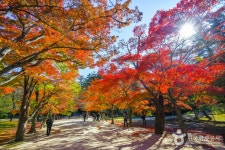 来蘇寺（扶安）（내소사（부안）） - 観光 - 韓国旅行・観光情報
