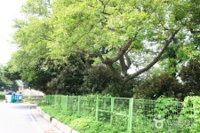 완도 맹선리 상록수림 - 주변 여행 및 근처 관광 명소 - 국내 여행 정보와 관광 명소 정보