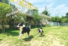 퍼피앤독 음식점 정보와 주변 관광 명소 및 근처 맛집 여행 정보