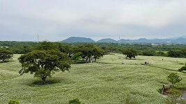 [한라산 둘레길 9구간] 숫모르편백숲길 - 주변 여행 및 근처 관광 명소 - 국내 여행 정보와 관광 명소 정보
