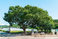 무안 청천리 팽나무와 개서어나무 숲 관광 정보와 주변 관광 명소 및 근처 맛집 여행 정보