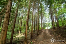 Chungnyeongsan Recreational Forest (축령산자연휴양림) - Sightseeing - Korea travel and tourism information