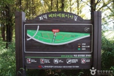 회덕메타세쿼이아길 관광 정보와 주변 관광 명소 및 근처 맛집 여행 정보