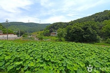 보련마을 관광 정보와 주변 관광 명소 및 근처 맛집 여행 정보