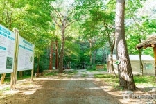 금강소나무생태경영림 관광 정보와 주변 관광 명소 및 근처 맛집 여행 정보