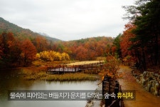 설악산 자생식물원, 설악산에 자생하는 다양한 식물 - 콕콕! 지역정보 | 구석구석 떠나볼까 | 대한민국구석구석