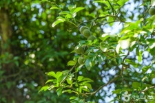 국우동 탱자나무 관광 정보와 주변 관광 명소 및 근처 맛집 여행 정보