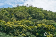 포항 발산리 모감주나무와 병아리꽃나무 군락 관광 정보와 주변 관광 명소 및 근처 맛집 여행 정보