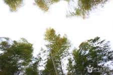 韓國竹子博物館(한국대나무박물관) - 文化設施 - 韓國旅行和旅遊信息