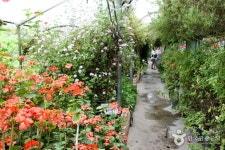 Sangsoo Herb Land (상수허브랜드) - Sightseeing - Korea travel and tourism information