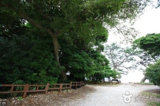 완도 미라리 상록수림 관광 정보와 주변 관광 명소 및 근처 맛집 여행 정보