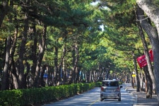 松亭海辺（松亭海水浴場）（송정해변（송정해수욕장）） - 観光 - 韓国旅行・観光情報