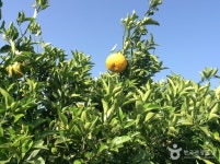 아침의향기 숙박 정보와 주변 관광 명소 및 근처 맛집 여행 정보