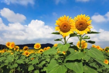 해남 해바라기농장 관광 정보와 주변 관광 명소 및 근처 맛집 여행 정보