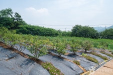 요들팜 관광 정보와 주변 관광 명소 및 근처 맛집 여행 정보