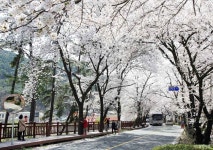 안태공원 관광 정보와 주변 관광 명소 및 근처 맛집 여행 정보