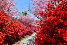 천관산동백생태숲 - 주변 여행 및 근처 관광 명소 - 국내 여행 정보와 관광 명소 정보