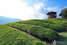 정금차밭 관광 정보와 주변 관광 명소 및 근처 맛집 여행 정보