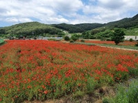 하동 북천 꽃양귀비 축제 최신 축제 공연 행사 정보와 주변 관광 명소 및 근처 맛집 여행 정보