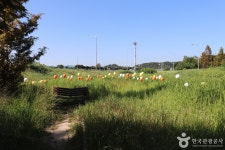 회덕메타세쿼이아길 관광 정보와 주변 관광 명소 및 근처 맛집 여행 정보