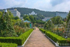 조선대학교 장미원 관광 정보와 주변 관광 명소 및 근처 맛집 여행 정보