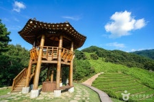정금차밭 관광 정보와 주변 관광 명소 및 근처 맛집 여행 정보