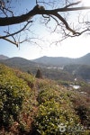 삼애다원 관광 정보와 주변 관광 명소 및 근처 맛집 여행 정보