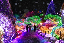 アチムゴヨ樹木園五色ピョルピッ庭園展（아침고요수목원 오색별빛정원전） - 祭り - 韓国旅行・観光情報