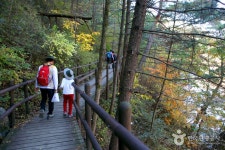 伽倻山野生花植物園（가야산 야생화식물원） - 観光 - 韓国旅行・観光情報