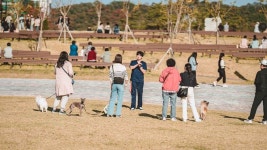 펫츠런 최신 축제 공연 행사 정보와 주변 관광 명소 및 근처 맛집 여행 정보