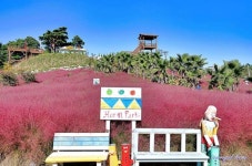 호린파크(경포대허브농장) 관광 정보와 주변 관광 명소 및 근처 맛집 여행 정보