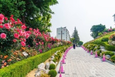 백만송이장미원 관광 정보와 주변 관광 명소 및 근처 맛집 여행 정보