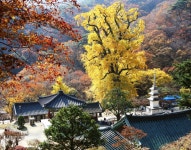 용문산관광단지 관광 정보와 주변 관광 명소 및 근처 맛집 여행 정보