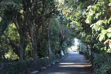 제주 동백마을 관광 정보와 주변 관광 명소 및 근처 맛집 여행 정보