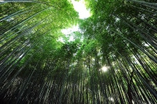구룡마을 대나무 숲 관광 정보와 주변 관광 명소 및 근처 맛집 여행 정보