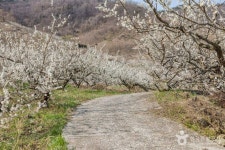 순천 향매실마을 관광 정보와 주변 관광 명소 및 근처 맛집 여행 정보