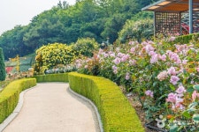 백만송이장미원 관광 정보와 주변 관광 명소 및 근처 맛집 여행 정보