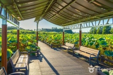 성호호수연꽃단지 관광 정보와 주변 관광 명소 및 근처 맛집 여행 정보