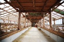 대관령알프스양떼목장 관광 정보와 주변 관광 명소 및 근처 맛집 여행 정보