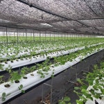 더드림딸기체험농장 관광 정보와 주변 관광 명소 및 근처 맛집 여행 정보