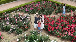 장미꽃 필(Feel) 무렵 최신 축제 공연 행사 정보와 주변 관광 명소 및 근처 맛집 여행 정보