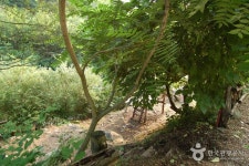 酒泉江自然休養林（주천강자연휴양림） - 観光 - 韓国旅行・観光情報